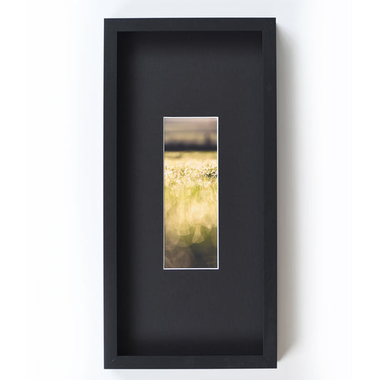 'Morning Glory' - fine art photograph print