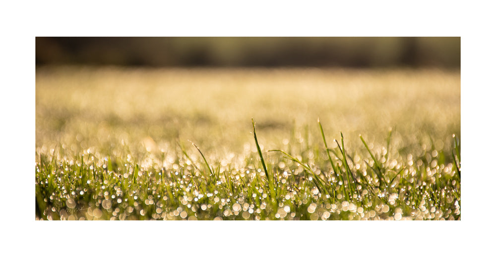 'Sunkissed' - fine art photograph print